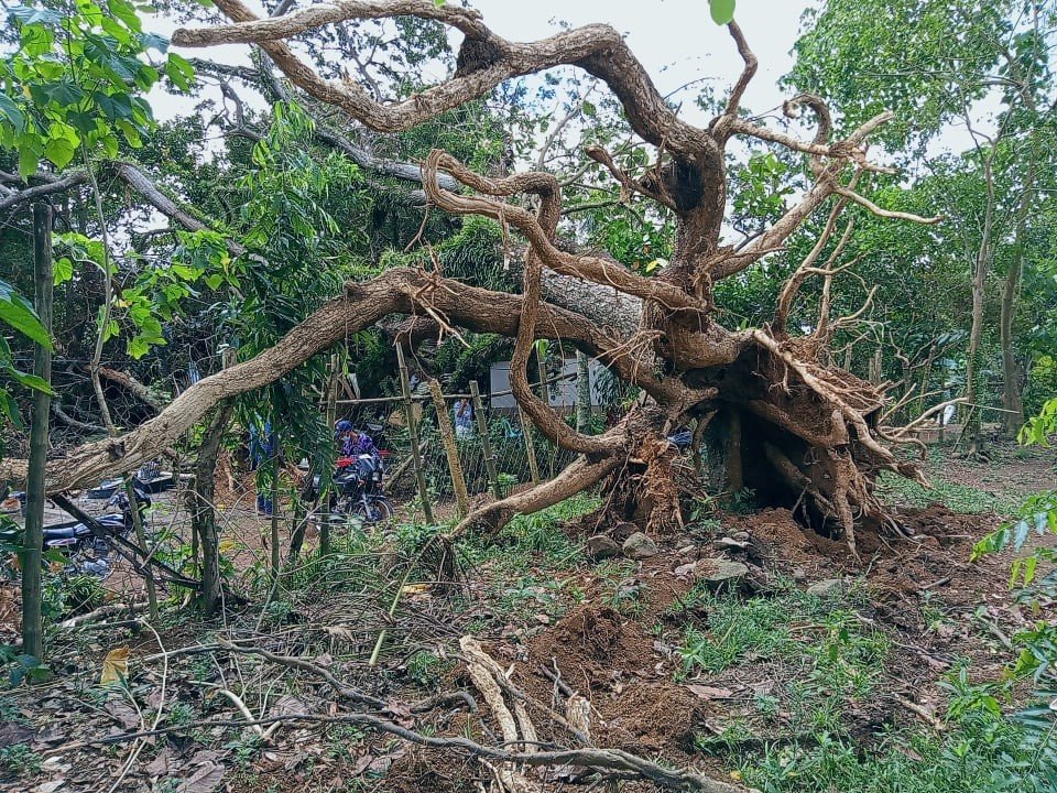 Massive, uprooted trees were lying on top of the ruins of homes in the immediate aftermath of a super typhoon that struck the Philippines shortly before Christmas.